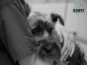 dog scott veterinary
