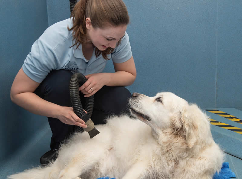 Hydrotherapy Scott Veterinary Clinic