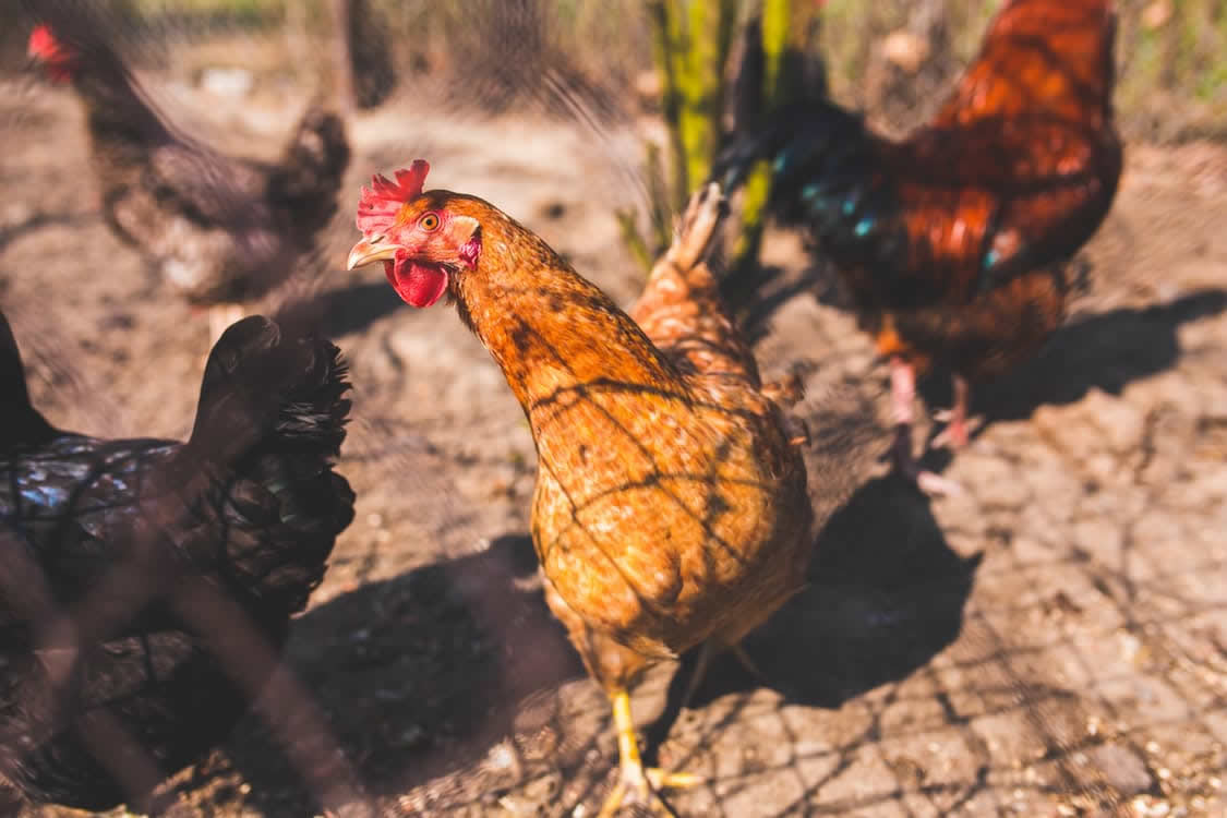 chicken
