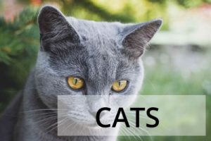 Cats
