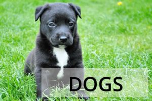 Dogs