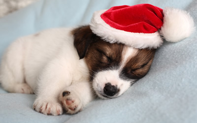 Christmas Opening Times