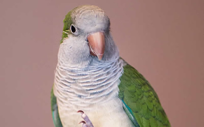 Exotic Pet Services