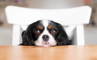 Suspending new client registrations – waiting list
