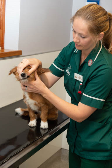 vet nurse appts at Scott Vets