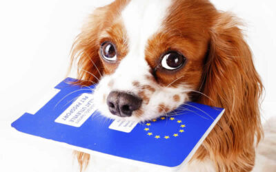 Post-Brexit pet travel guide for owners