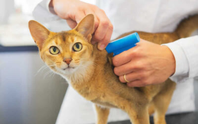 Cat microchipping to become compulsory