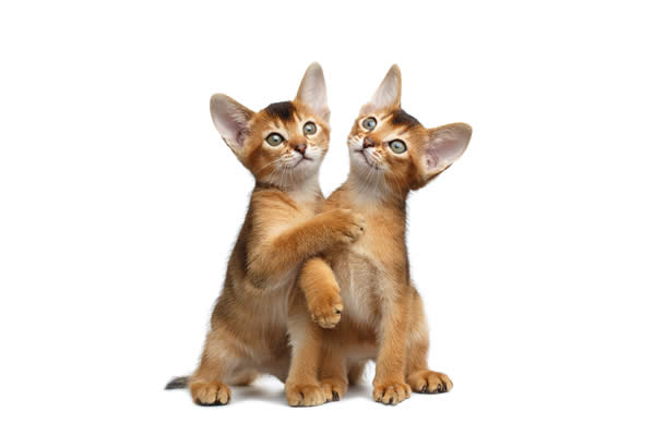 tonkinese kittens